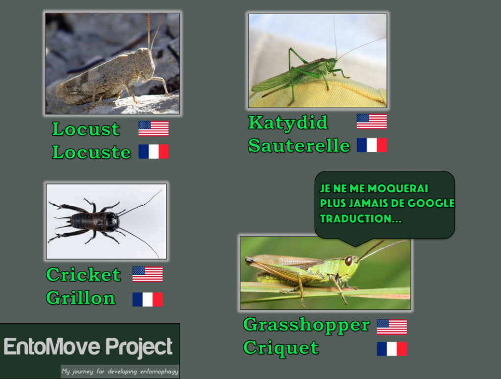 Test culinaire avec des vers de farine - EntoMove Project