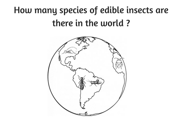 How Many Species Of Edible Insects Are There Entomove Project